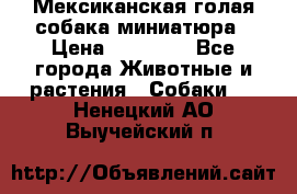 Мексиканская голая собака миниатюра › Цена ­ 53 000 - Все города Животные и растения » Собаки   . Ненецкий АО,Выучейский п.